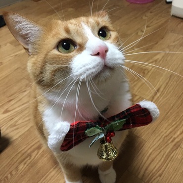 モカの写真