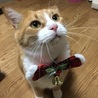 の写真