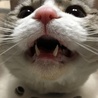 の写真
