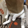 紙袋大好き