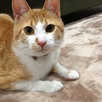 チャバ