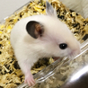 ※交渉締め切らせて頂きます サムネイル2