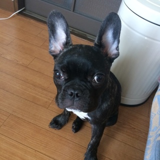 素敵なご家族が見つかりました