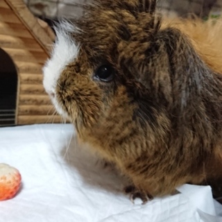 とっても人懐っこいモルモット