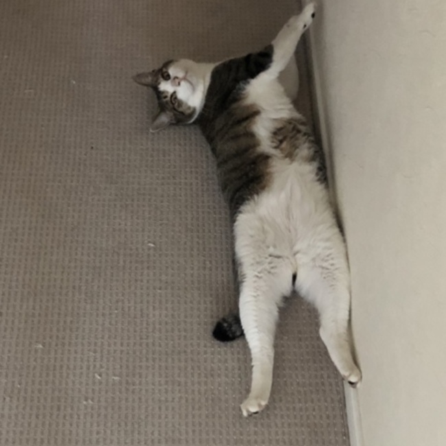 ここさまのカバー写真