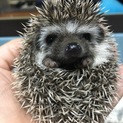 ハリネズミ ２０１８年 ５月２１日生まれの男の子