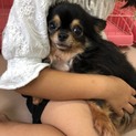 チワワのモックン