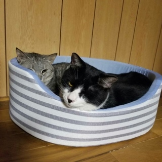 甘えん坊かなくん