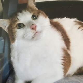 【人馴れしています】推定9歳 男の子☆血液検査済