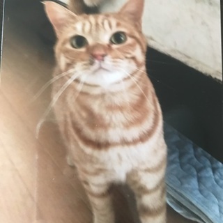 可愛すぎる茶トラ♡ エイズ・白血病陰性