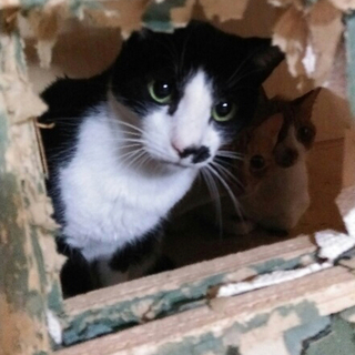 大人しい4歳男の子☆エイズ・白血病陰性