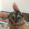 パールホワイト• ジャンガリアンの里親募集中 サムネイル2