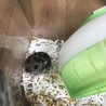 パールホワイト• ジャンガリアンの里親募集中 サムネイル6