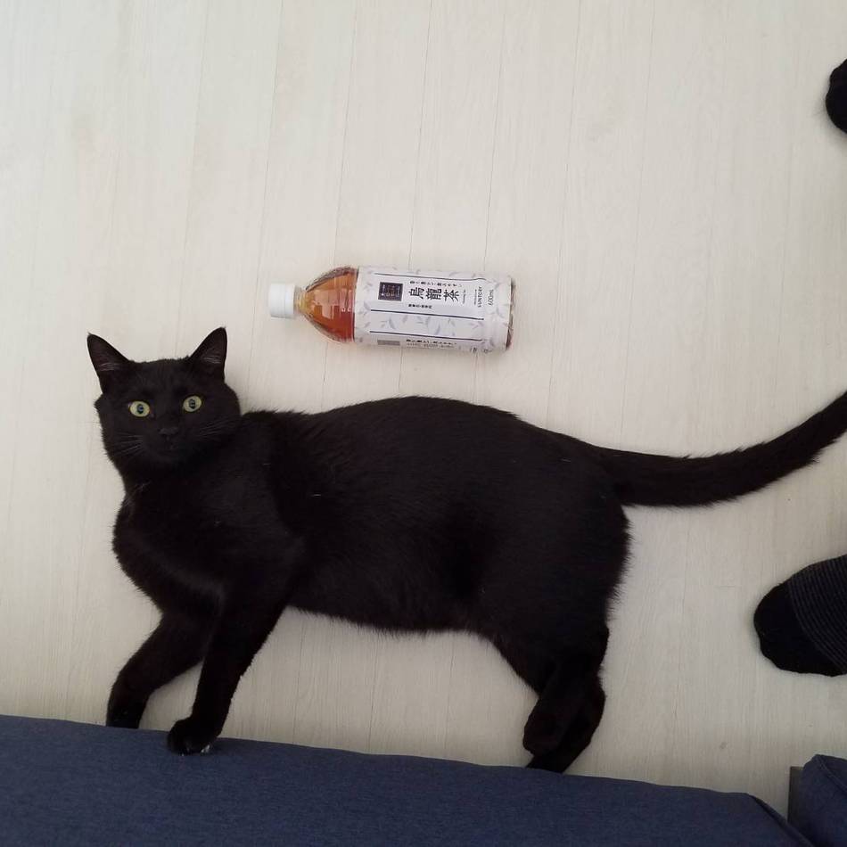 ジジのカバー写真