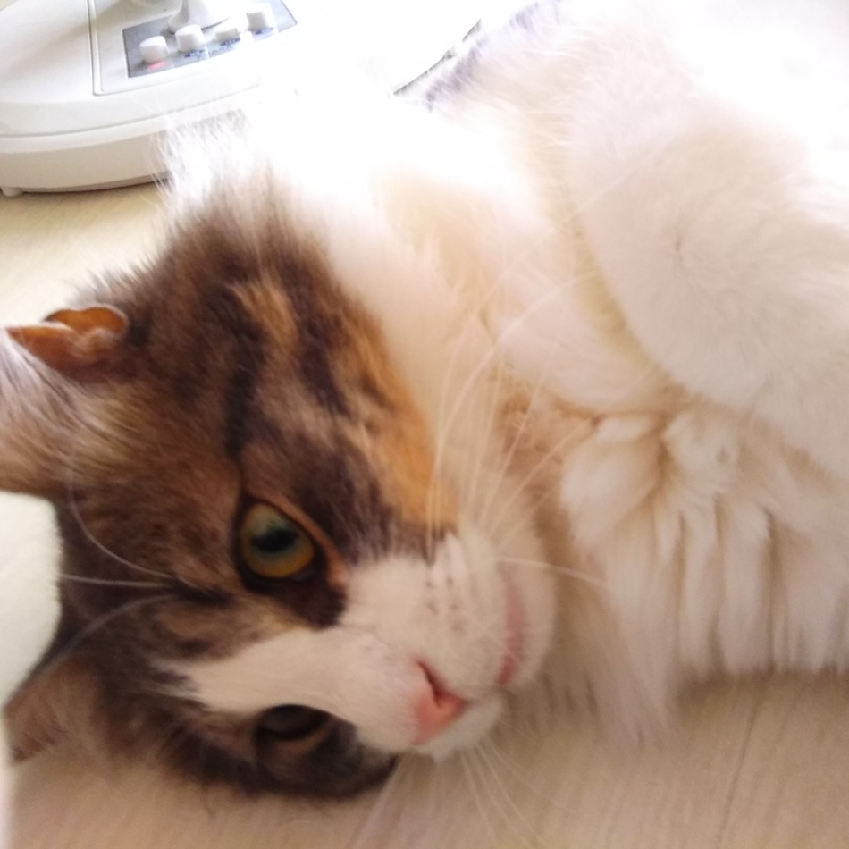 ツナのカバー写真