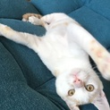 犬のような性格の猫ちゃんです！笑