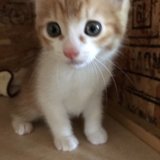 茶白の子猫★アニキ