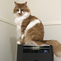 にゃんちゅー
