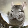 めんま