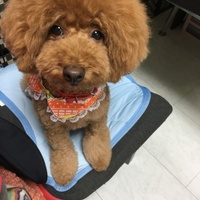 のあ