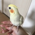 人懐っこいオカメインコ