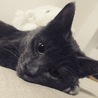 のゆり01