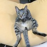 の写真