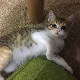一時停止します。