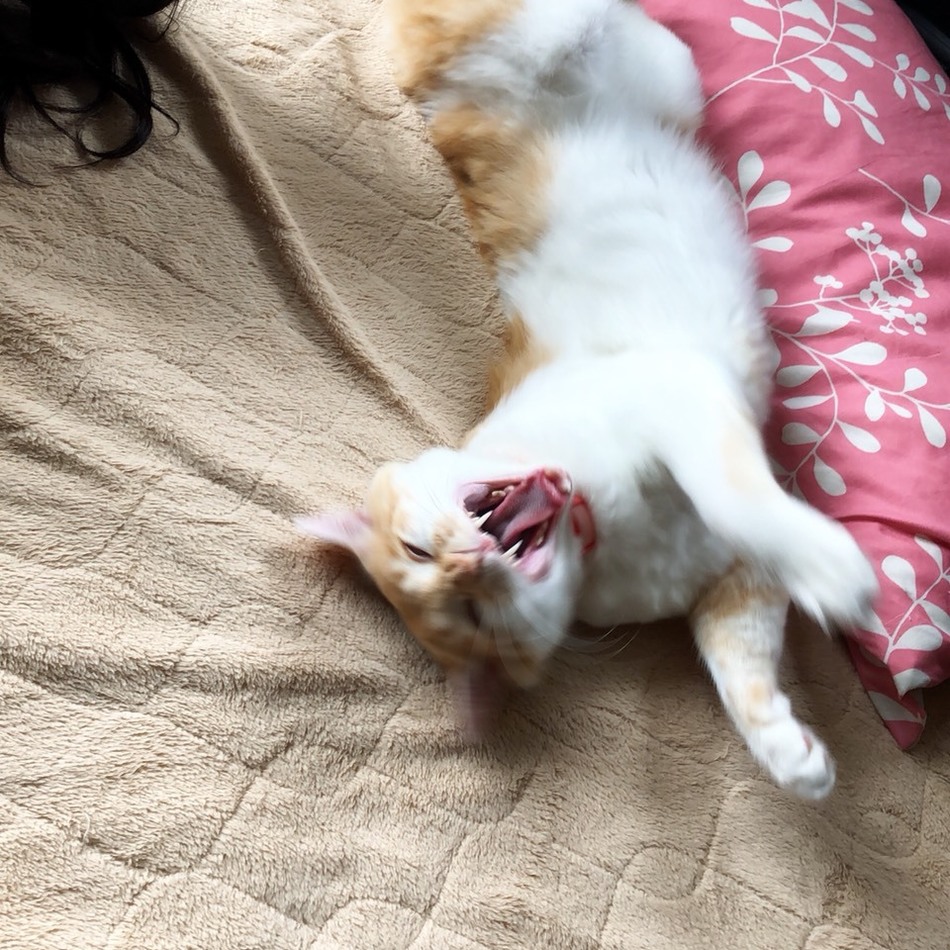 シャーロックのカバー写真
