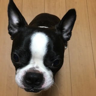 至急、里親様募集です。