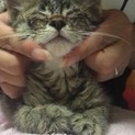 【13日追記済】生後40~50日の小さめの子猫！