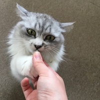 チャド