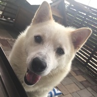 もも太