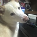 べあちゃん