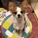 ごめんなさい！今回募集は取り下げます