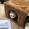 キャットタワー作成中(完成後未だにキャットタワー使わず)