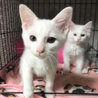 正式譲渡になりました。真白、元気で陽気な男の子