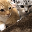 スコティッシュ子猫の里親様募集してます！