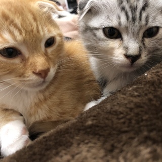 スコティッシュ子猫の里親様募集してます！