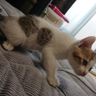 七夕に保護しました(ФωФ)オス