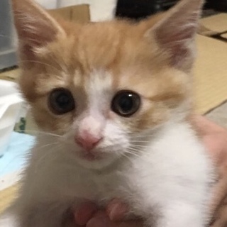 雨の中ずぶ濡れになって鳴いていた茶トラ君