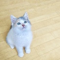 猫親様募集中