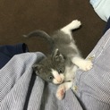 里親さん決まりました。