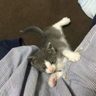 里親さん決まりました。