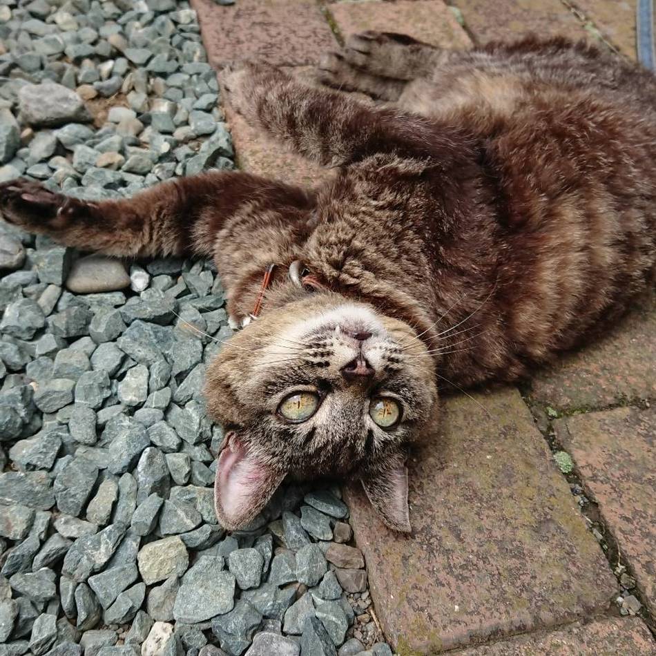 まろんのカバー写真