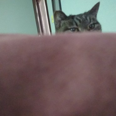 ひょっこりはん