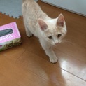 人馴れ抜群！フワフワな毛の美猫