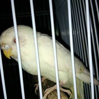 一週間預かってくれる人を探しています