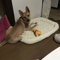 ころんくん