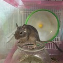 生後4ヶ月のオスのデグー